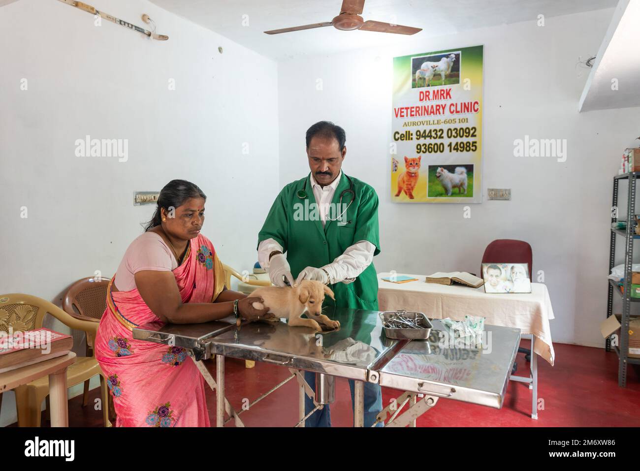 Edayanchavadi, Indien - 10. dezember 2022: Indischer Tierarzt kümmert sich um einen Welpen Stockfoto
