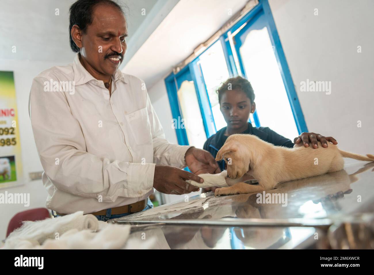 Edayanchavadi, Indien - 10. dezember 2022: Indischer Tierarzt kümmert sich um einen Welpen Stockfoto