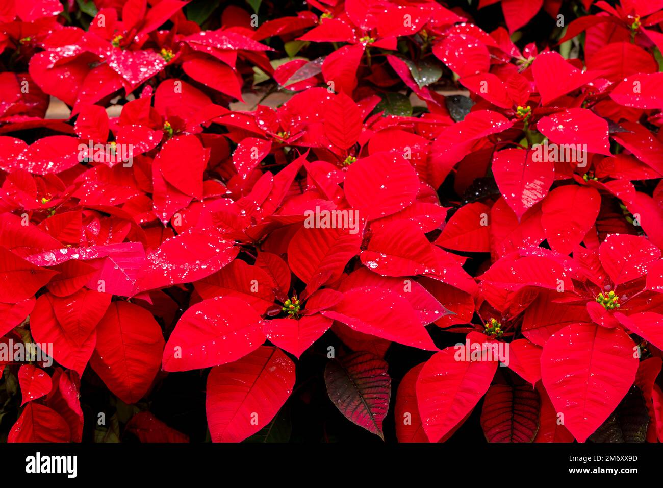 Rote Poinsettia in freier Luft auf Fuerteventura, Spanien Stockfoto