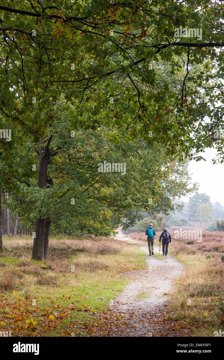 Spaziergang durch den Naturpark Drouwenerzand in Hondsrug zwischen den Städten Gasselte und Drouwen in der niederländischen Provinz Drenthe Stockfoto