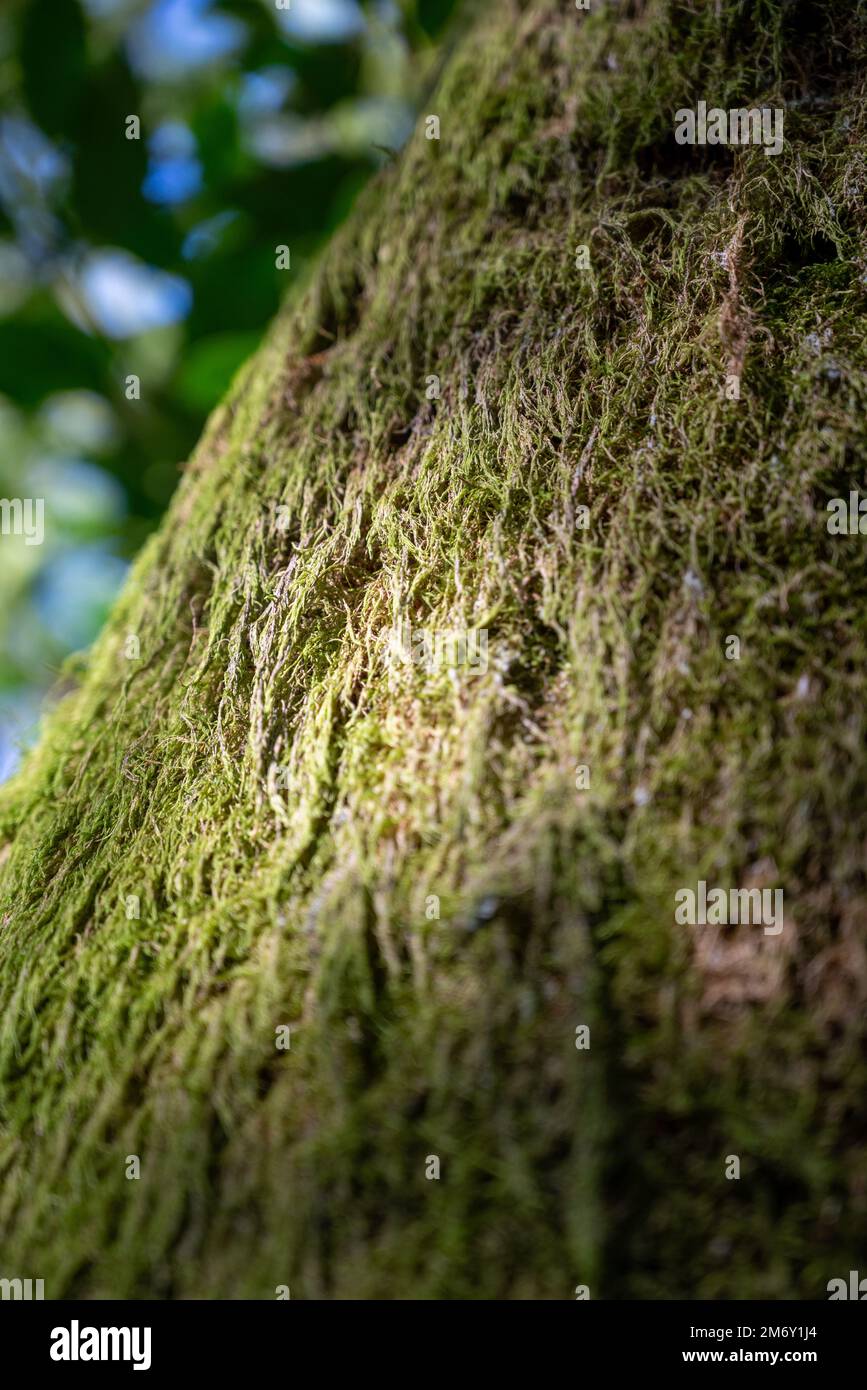 Baumstamm mit Moos bedeckt, Makroansicht mit Moosstruktur in der Natur für Tapeten.Hintergrund Moos Stockfoto