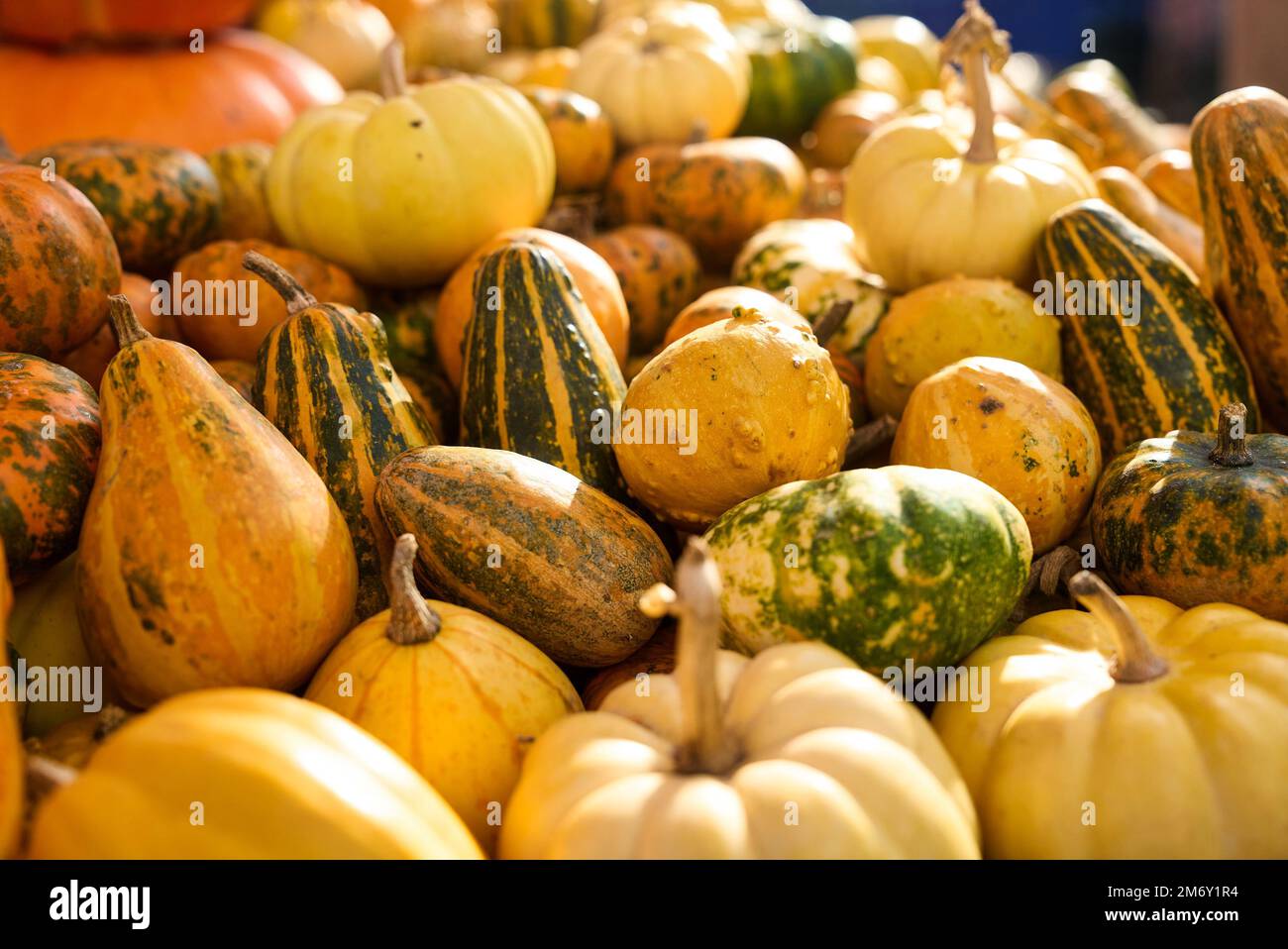 Farbenfrohe Kürbisse auf dem Herbstmarkt. Stockfoto