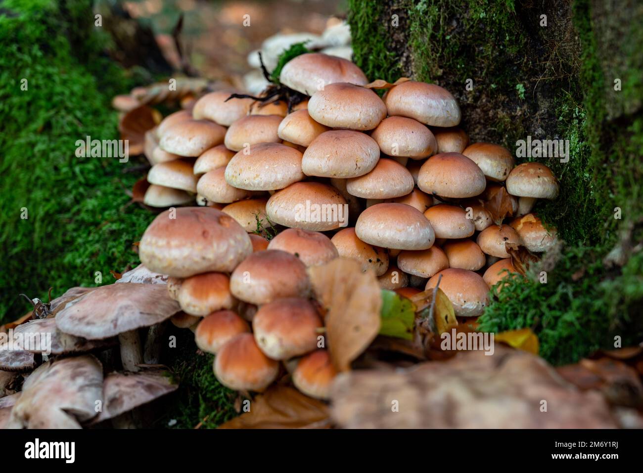 Braunpilzanhäufung im Wald. Tufted Hypholomea (Hypholoma fasciculare). Stockfoto