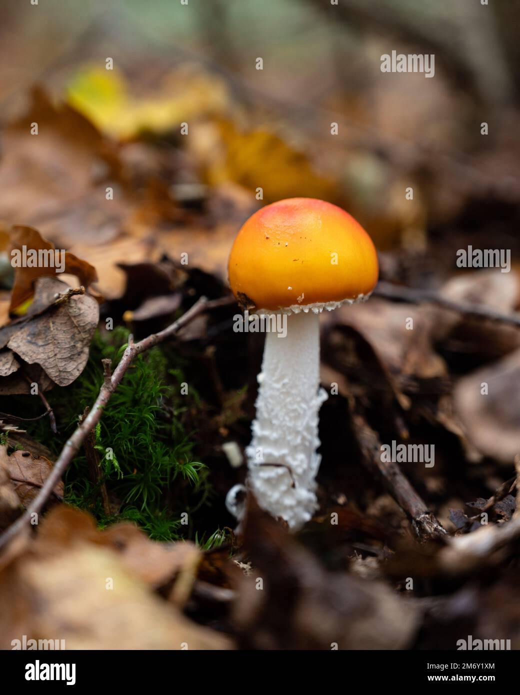Cäsars Pilz. Ein gelb-orangefarbener Pilz Nahaufnahme eines Amanita Cäsarea Pilzes. (ROI de Champignons-Amanite des Césars). Stockfoto