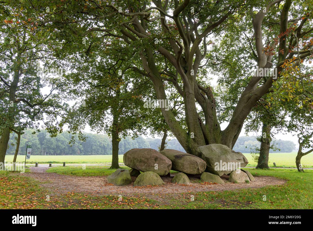 Zwei Dolmen D21 und D22, die im Herbst im kleinen Dorf Bronnger auf Hondsrug in Drenthe, Niederlande, von einem großen Baum überwuchert wurden Stockfoto