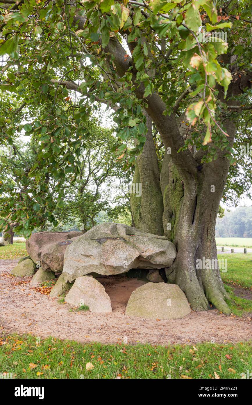 Zwei Dolmen D21 und D22, die im Herbst im kleinen Dorf Bronnger auf Hondsrug in Drenthe, Niederlande, von einem großen Baum überwuchert wurden Stockfoto