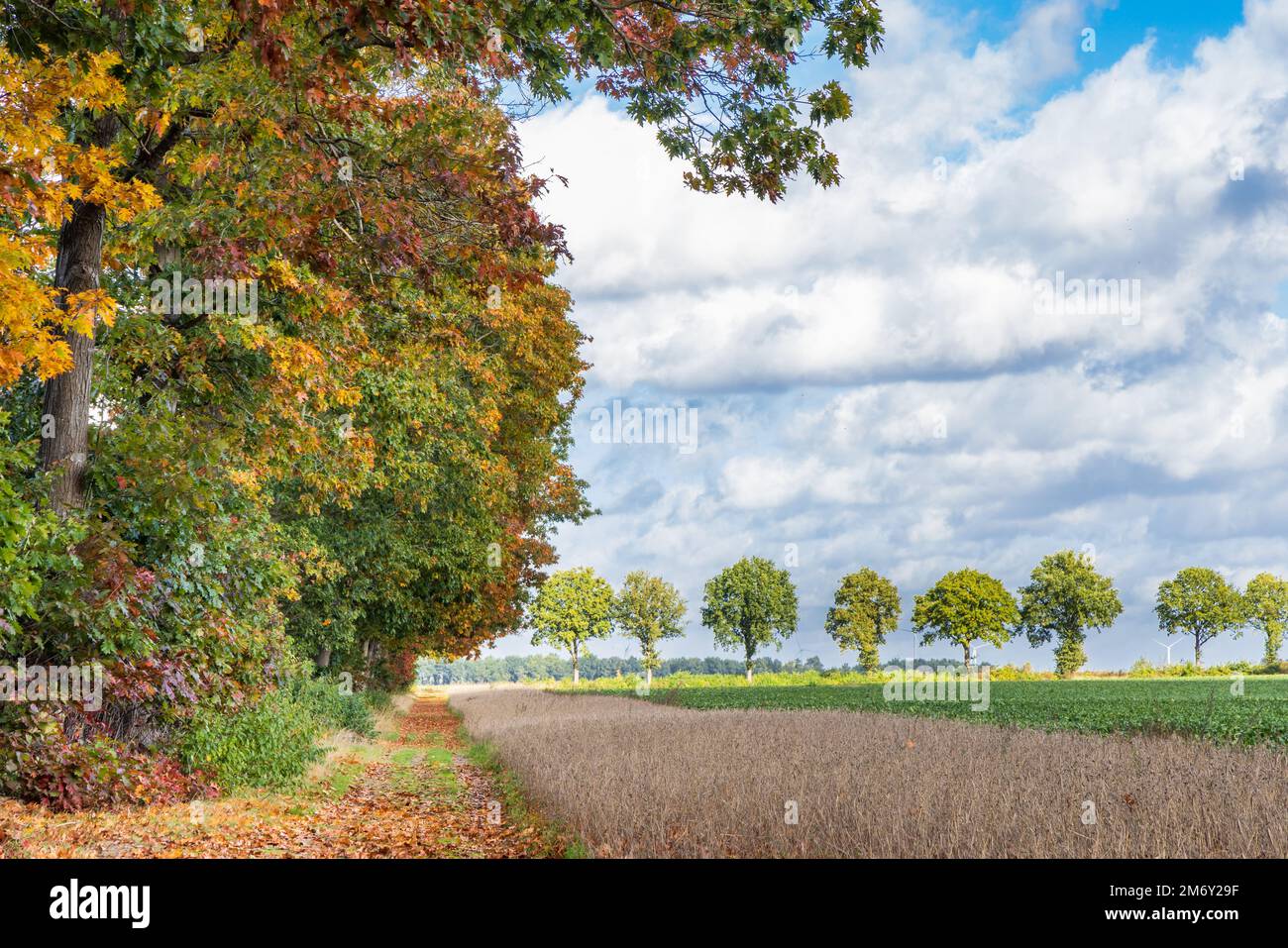 Sonnige Herbstlandschaft in der Region Borger Odoorn in Drenthe in den Niederlanden Stockfoto