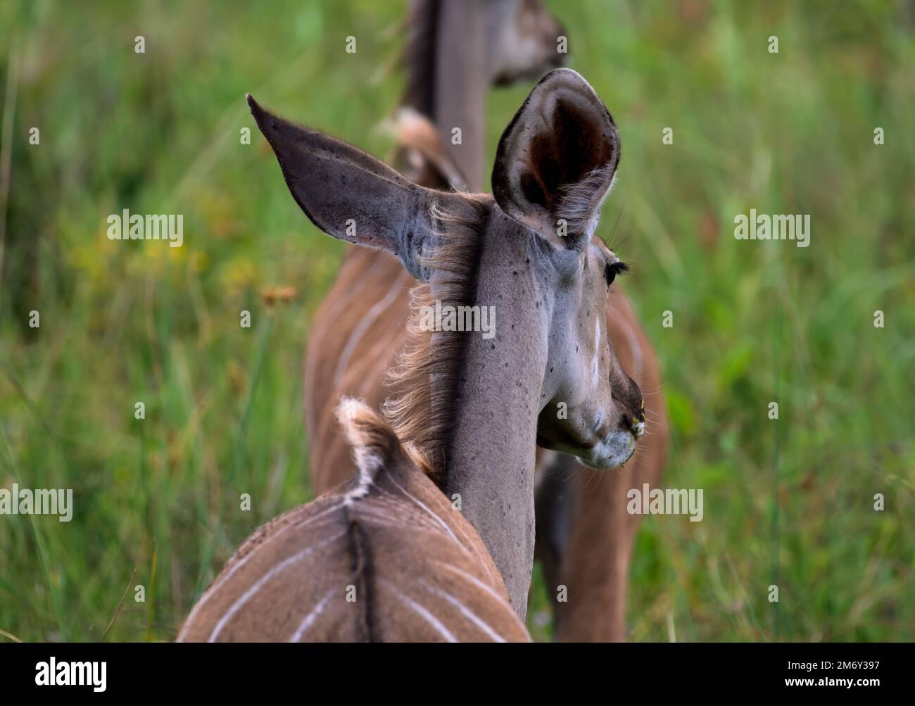 Kudu-Kühe im Buschveld Stockfoto