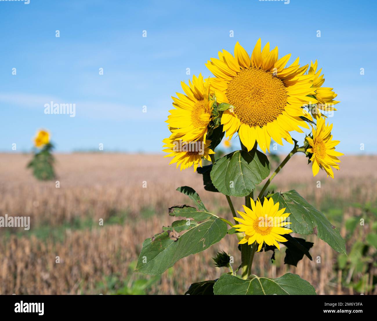 Fotografie von Sonnenblumen auf einer Wiese. Wunderschönes Feld mit blühender goldener Sonnenblume isoliert. Sonnenblumen Nahaufnahme. Eine Sonnenblume Stockfoto