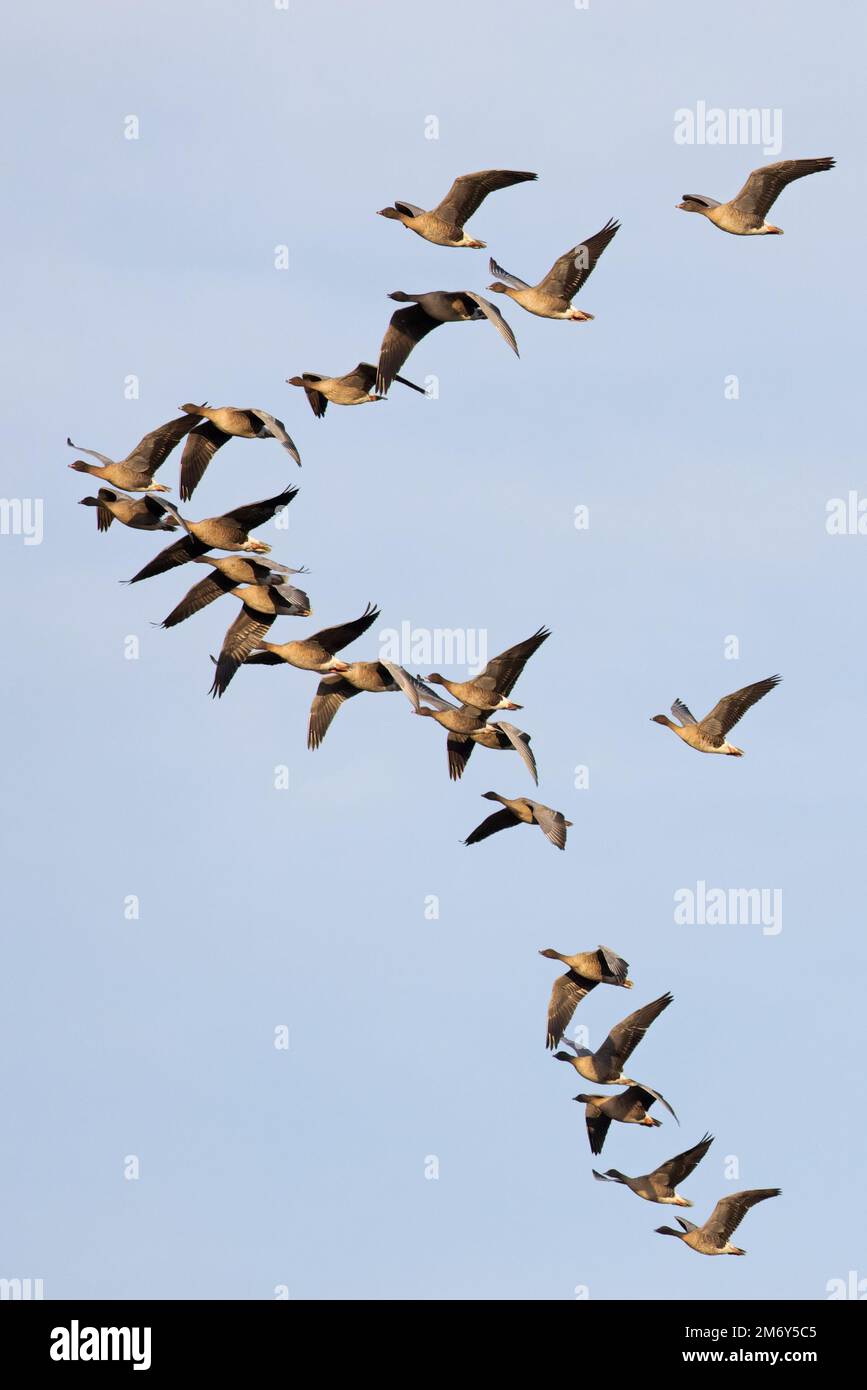 Rotfußgänse (Anser barchyrhynchus) Flock Flying Norfolk UK GB Oktober 2022 Stockfoto