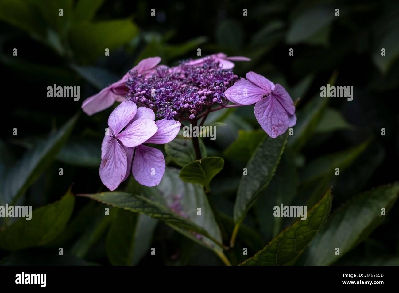 Schöne zarte Hydrangea macrophylla, die in einem Garten in Cornwall in Großbritannien wächst. Stockfoto