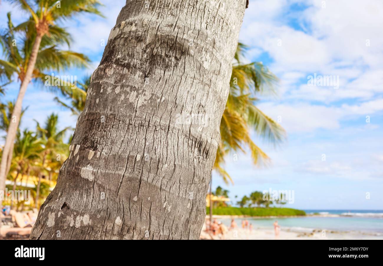 Nahaufnahme einer Kokospalme an einem tropischen Strand, selektiver Fokus. Stockfoto