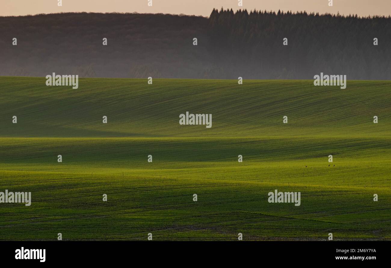 Panorama Landschaft mit wunderschönen grünen Hügeln und Sonne, die die Felder beleuchtet. Grüner Hügel, der von der Sonne beleuchtet wird. Hintergrundbilder vom Bauernhof. Grüner Hintergrund. Stockfoto