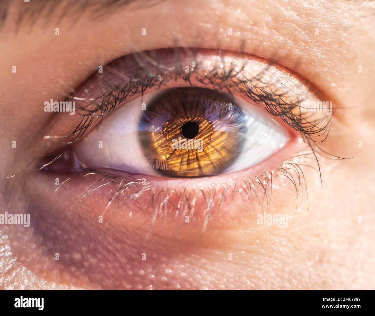 Makrofotografie eines weiblichen Auges. Menschliche Augenstruktur. Augenpupille. Menschliche Wimpern. Braune Nahaufnahme. Augenhintergrund. Stockfoto