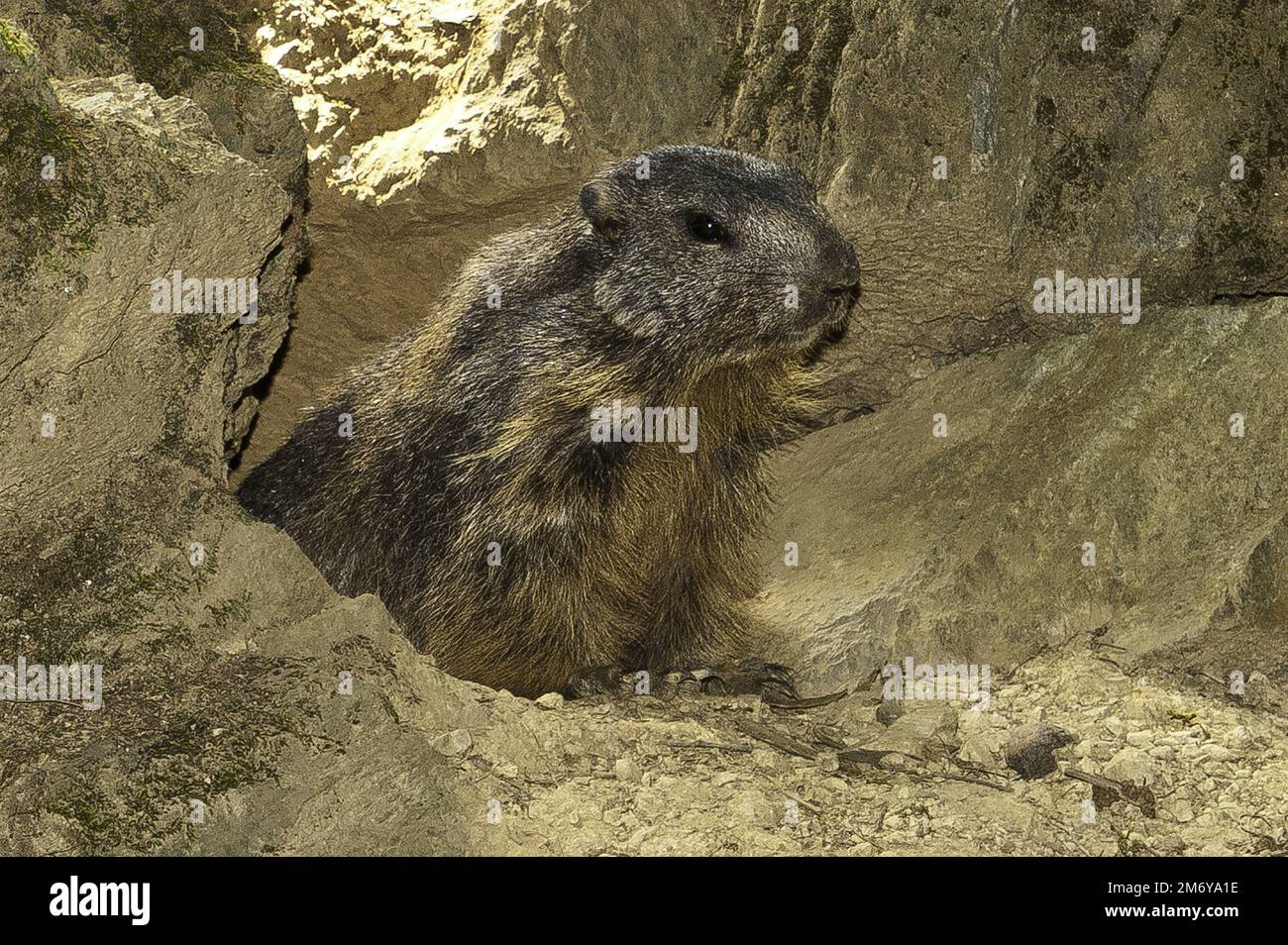 Murmeltiere sind in der Regel große Eichhörnchen der Gattung Marmota Stockfoto