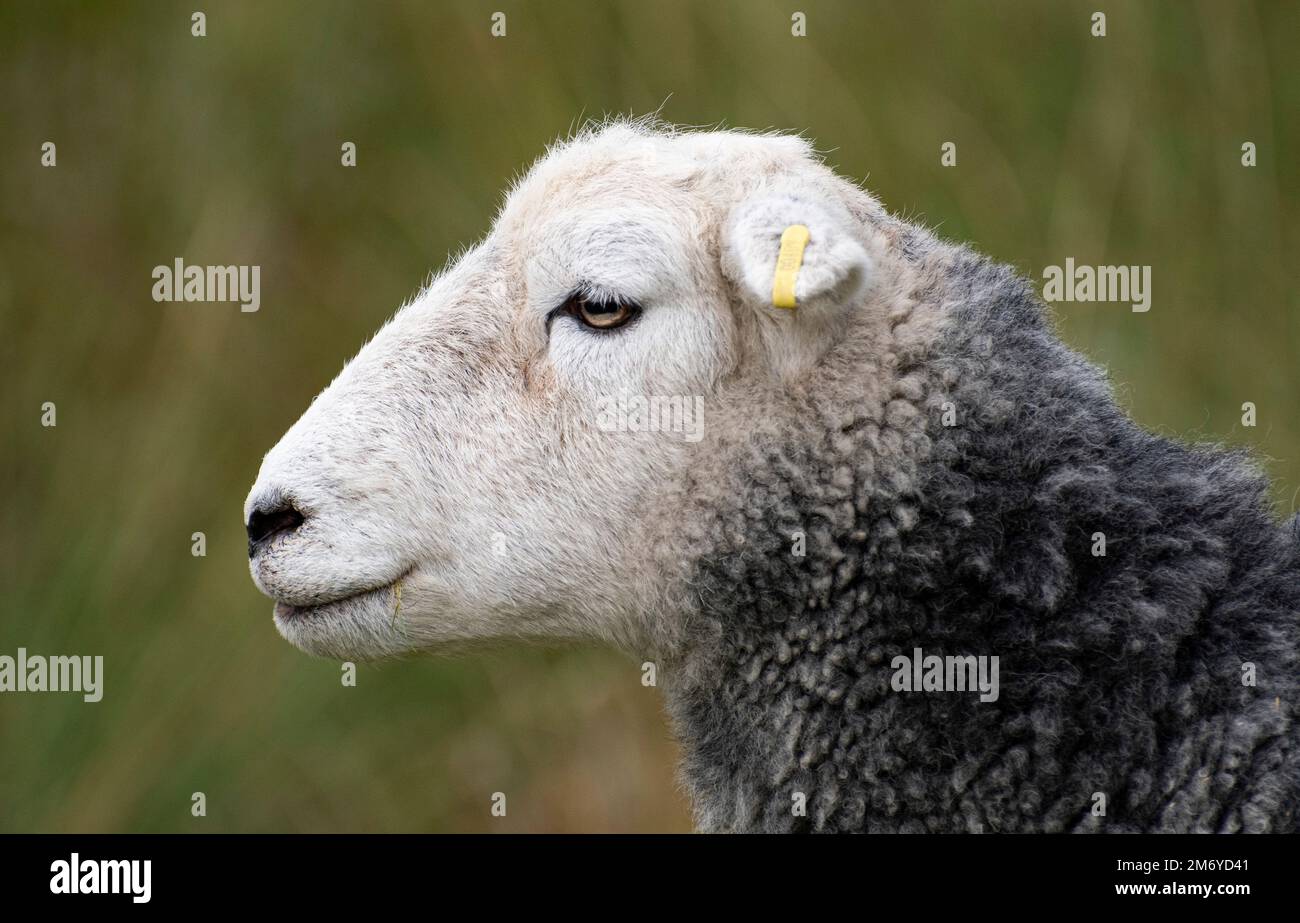 Herdwick-Schafe-Profil gegen klare grüne Hügel. Lake District Stockfoto