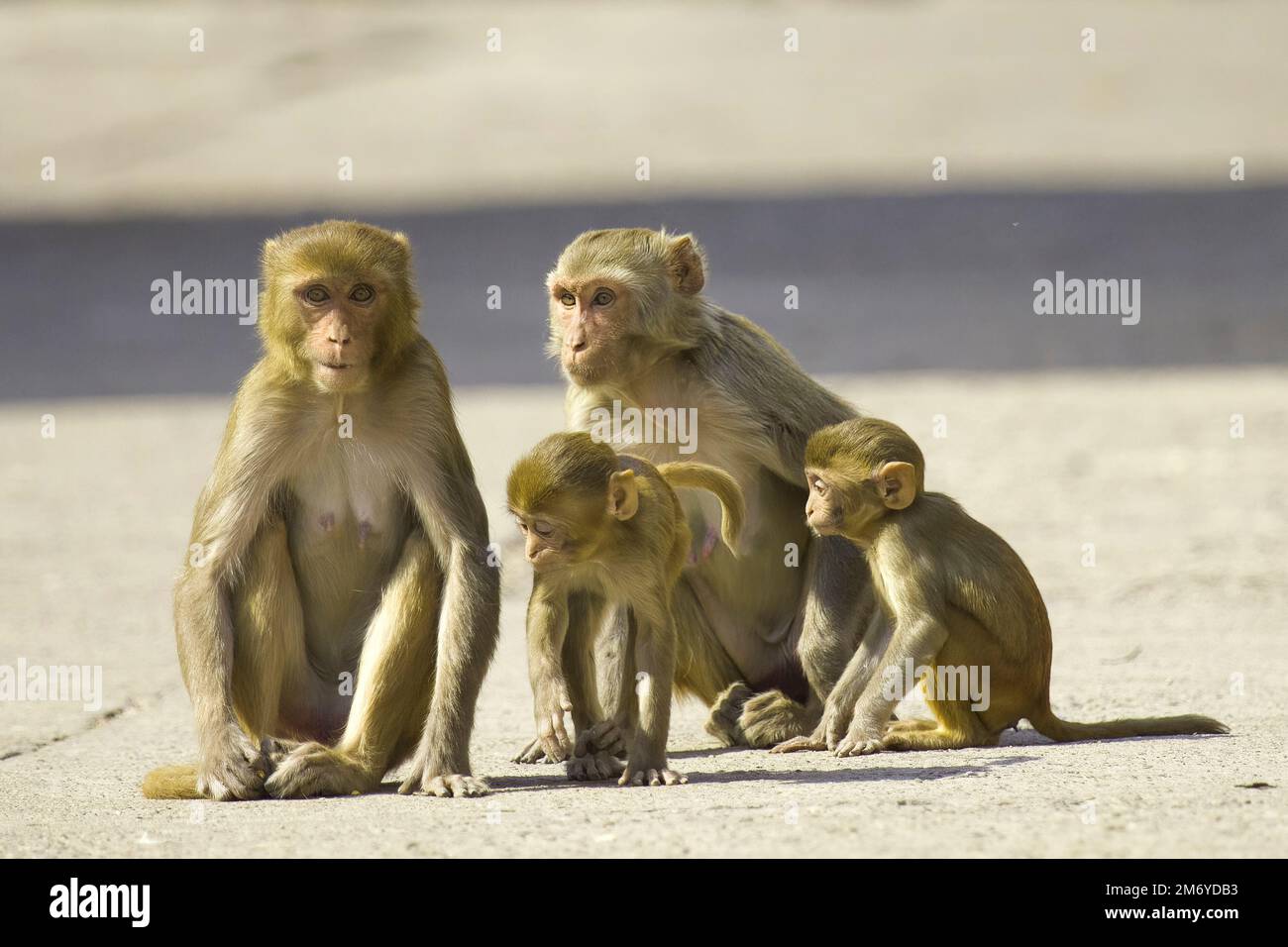 Niedliche Familiengruppe mit vier Rhesus-Macaque-Affen in Wild in Indien zwei Erwachsene und zwei Babys, Erwachsene sitzen, während eines der Babys spielt Stockfoto