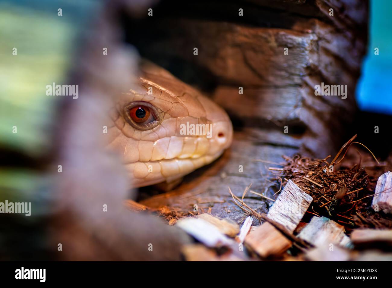 Östliche Blauzungenechse (Tiliqua scincoides), die sich zum Schutz in hohlem Baumstamm versteckt. Stockfoto