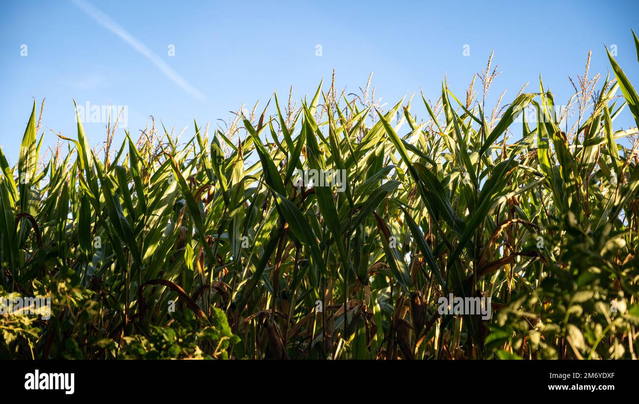 Maisfelder bei Sonnenuntergang. Landwirtschaft. Vorderansicht eines Kornstands mit mittlerem Wachstum. Wiese in Frankreich Stockfoto