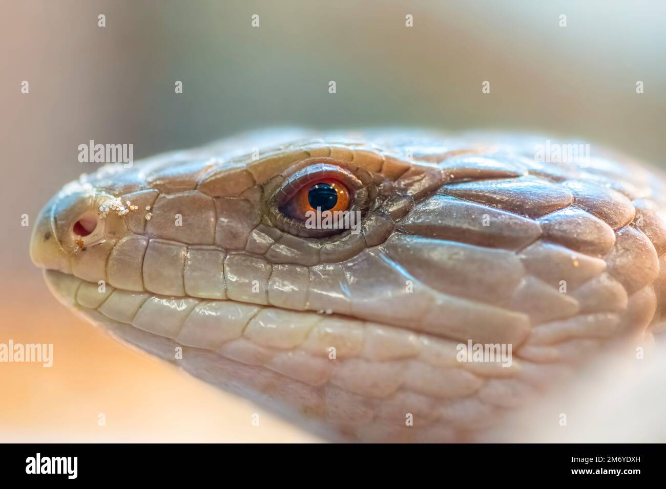 Nahaufnahme des Kopfes der östlichen Blauzungenechse (Tiliqua scincoides). Stockfoto