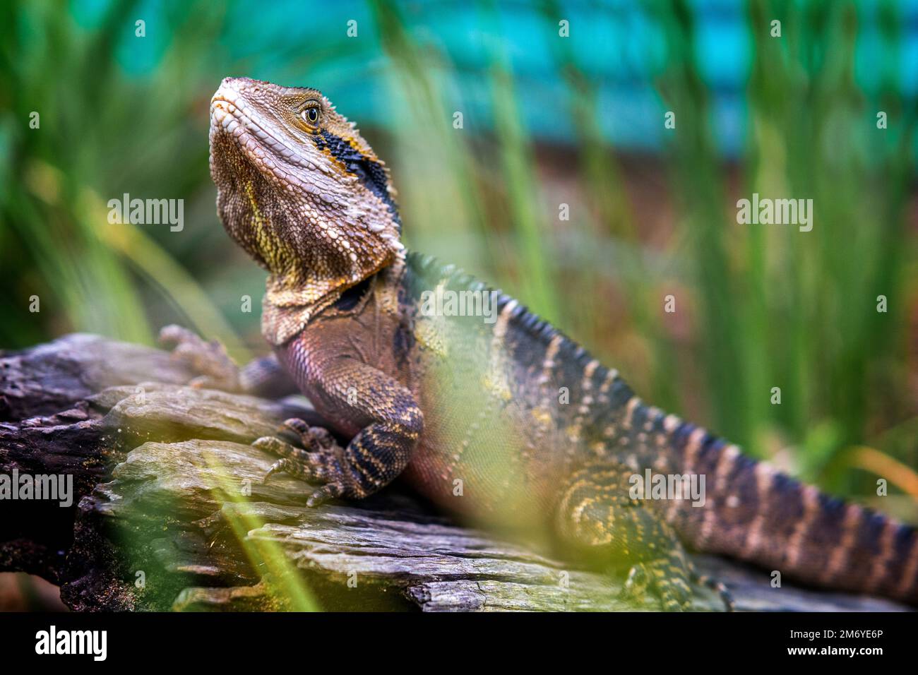 Nahaufnahme des erwachsenen östlichen Wasserdrachen (Intellagama lesueurii), der auf einem Holzsteg sitzt. Stockfoto