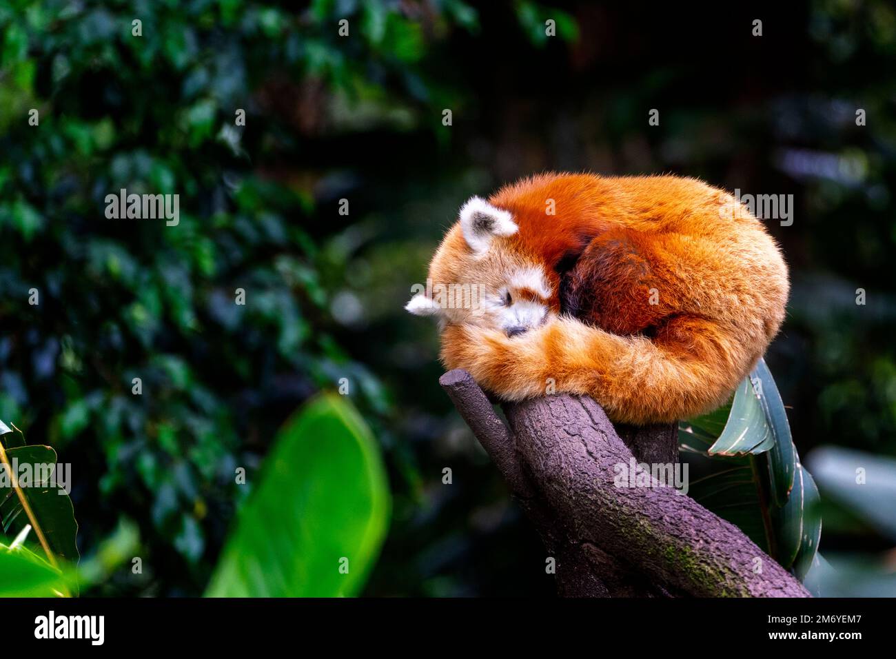 Roter Panda (Ailurus fulgens) zusammengerollt und auf einem Stumpf geschlafen. Stockfoto