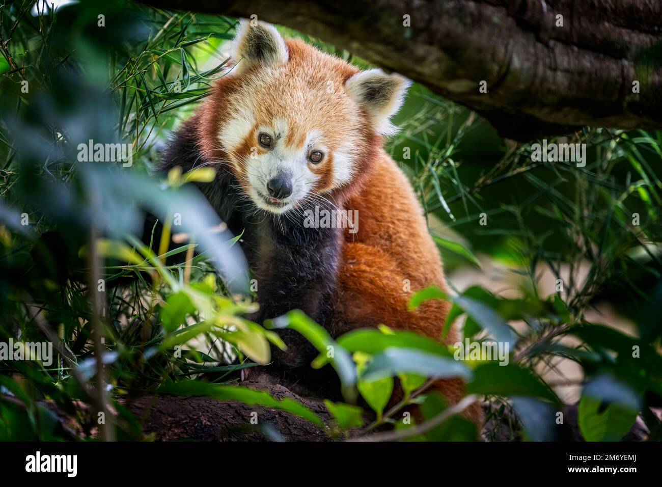 Roter Panda (Ailurus fulgenst) im Baum, der in die Kamera schaut. Stockfoto