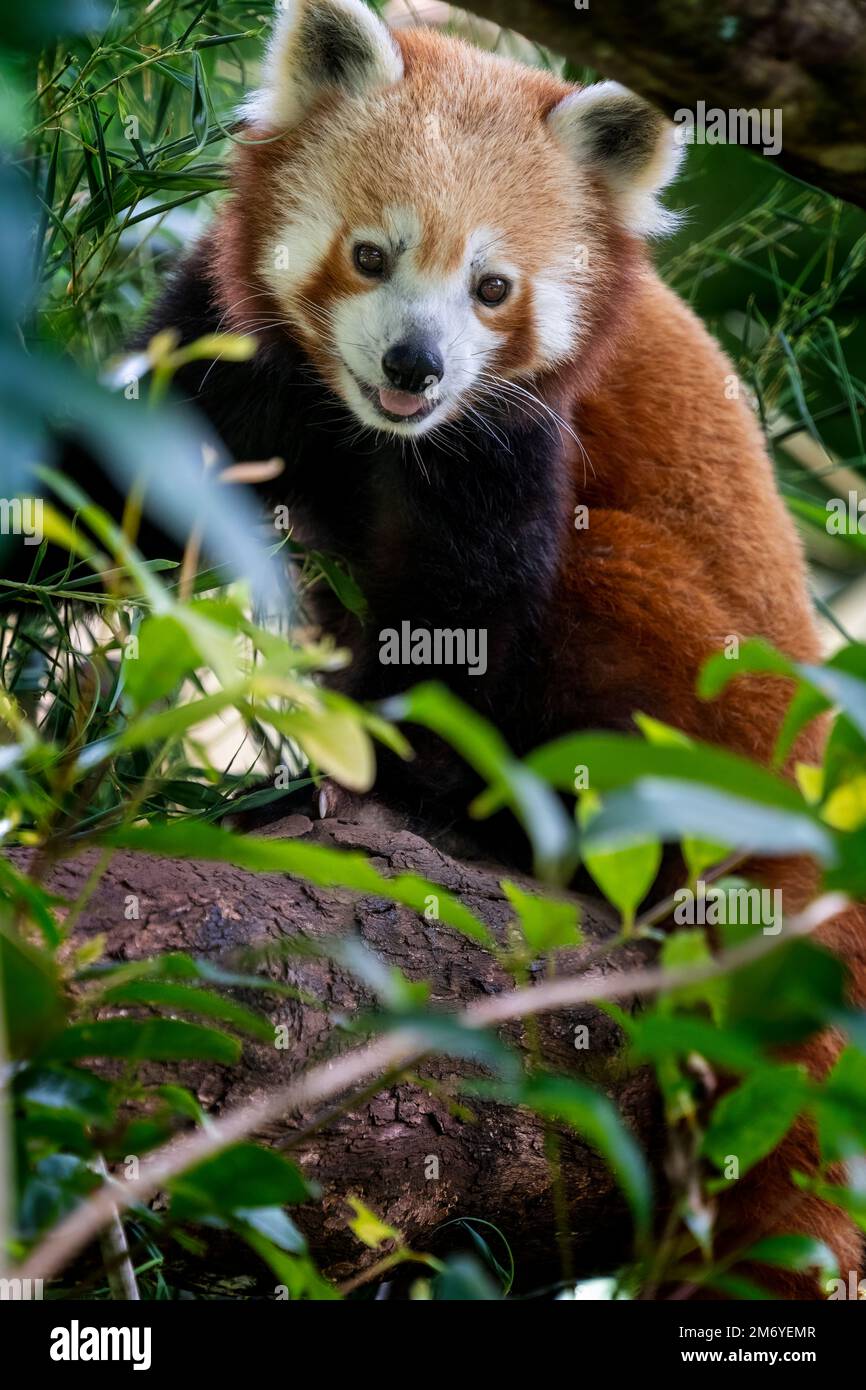 Roter Panda (Ailurus fulgenst) im Baum, der in die Kamera schaut. Stockfoto