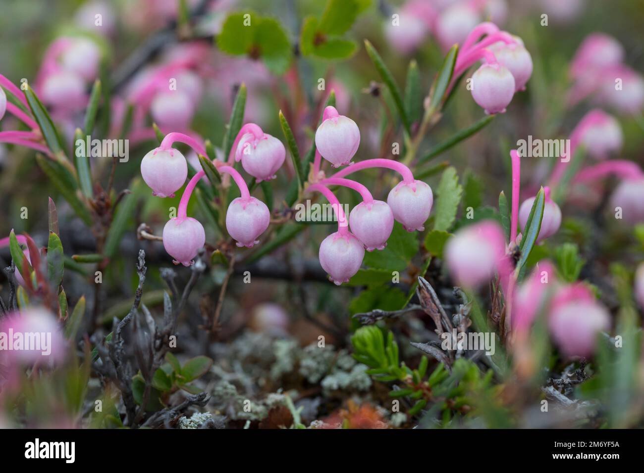 Rosmarinheide, Kahle Rosmarinheide, Polei-Gränke, Poleigränke, Lavendelheide, Poleirosmarinheide und Sumpfrosmarin, Rosmarin-Heide, Andromeda polifoli Stockfoto