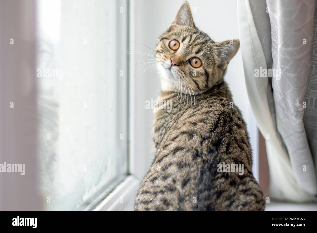 Tabby Kater wunderschönes, bezauberndes Kätzchen auf dem Fensterbrett, das duftet, den Turm kratzt, mit dem Rücken sitzt und Essen von den Fingern des Besitzers leckt Stockfoto