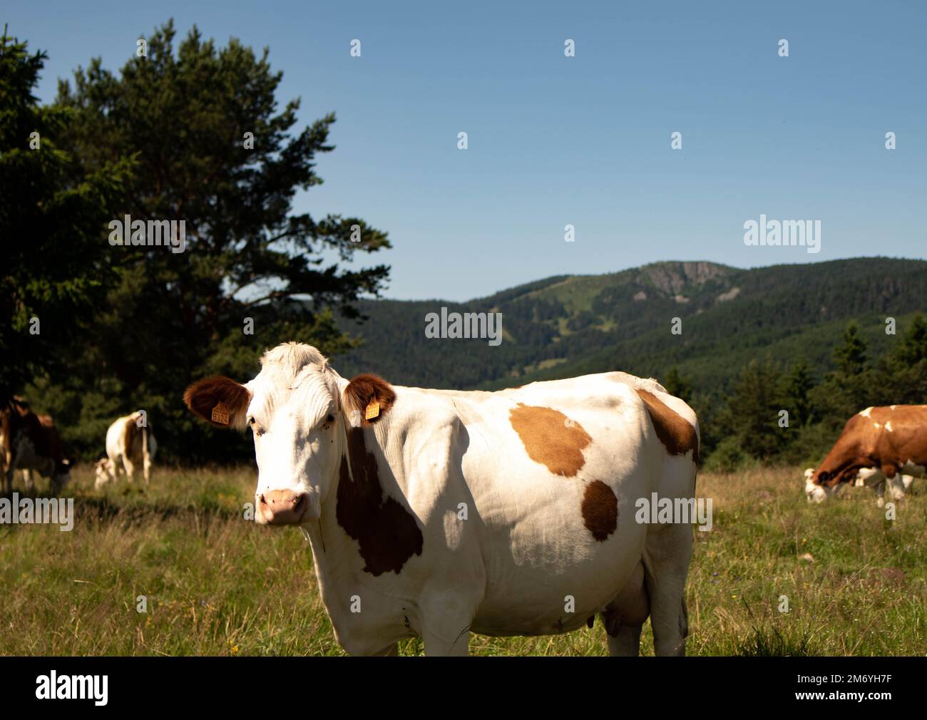 Milchkuh. Weiße und braune Kühe. Bergkühe. Kühe beim Sonnenbaden Stockfoto