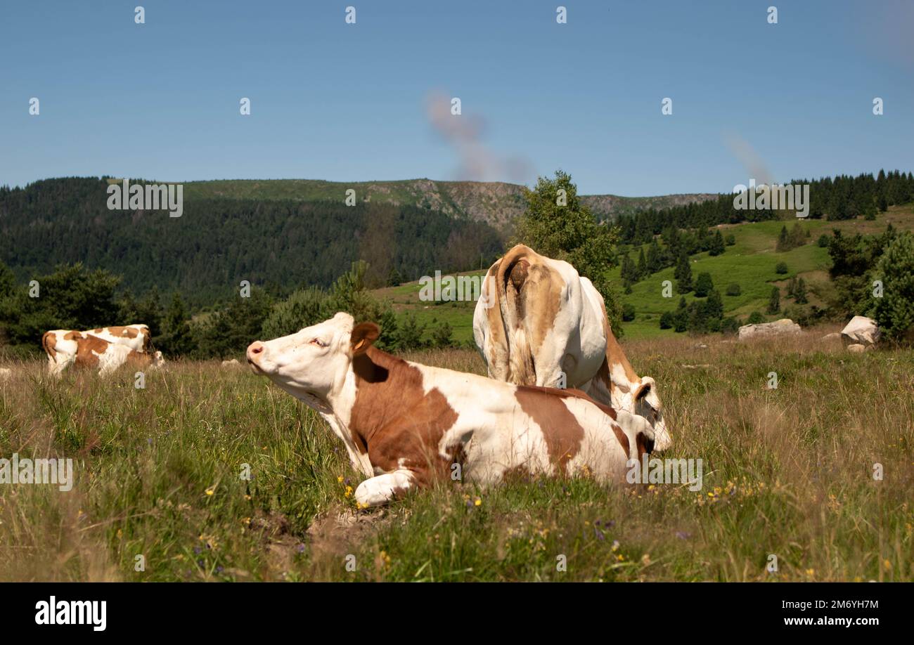Milchkuh. Weiße und braune Kühe. Bergkühe. Kühe beim Sonnenbaden Stockfoto