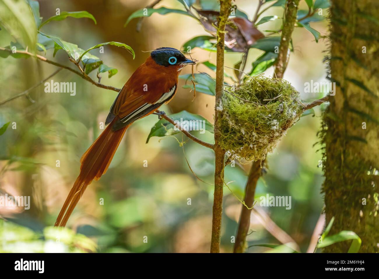 Madagaskar Paradise-Flycatcher - Terpsiphone mutata, Madagaskar. Wunderschöner Stehvogel mit extrem langem Schwanz, Madagaskar Wälder, Büsche. Stockfoto