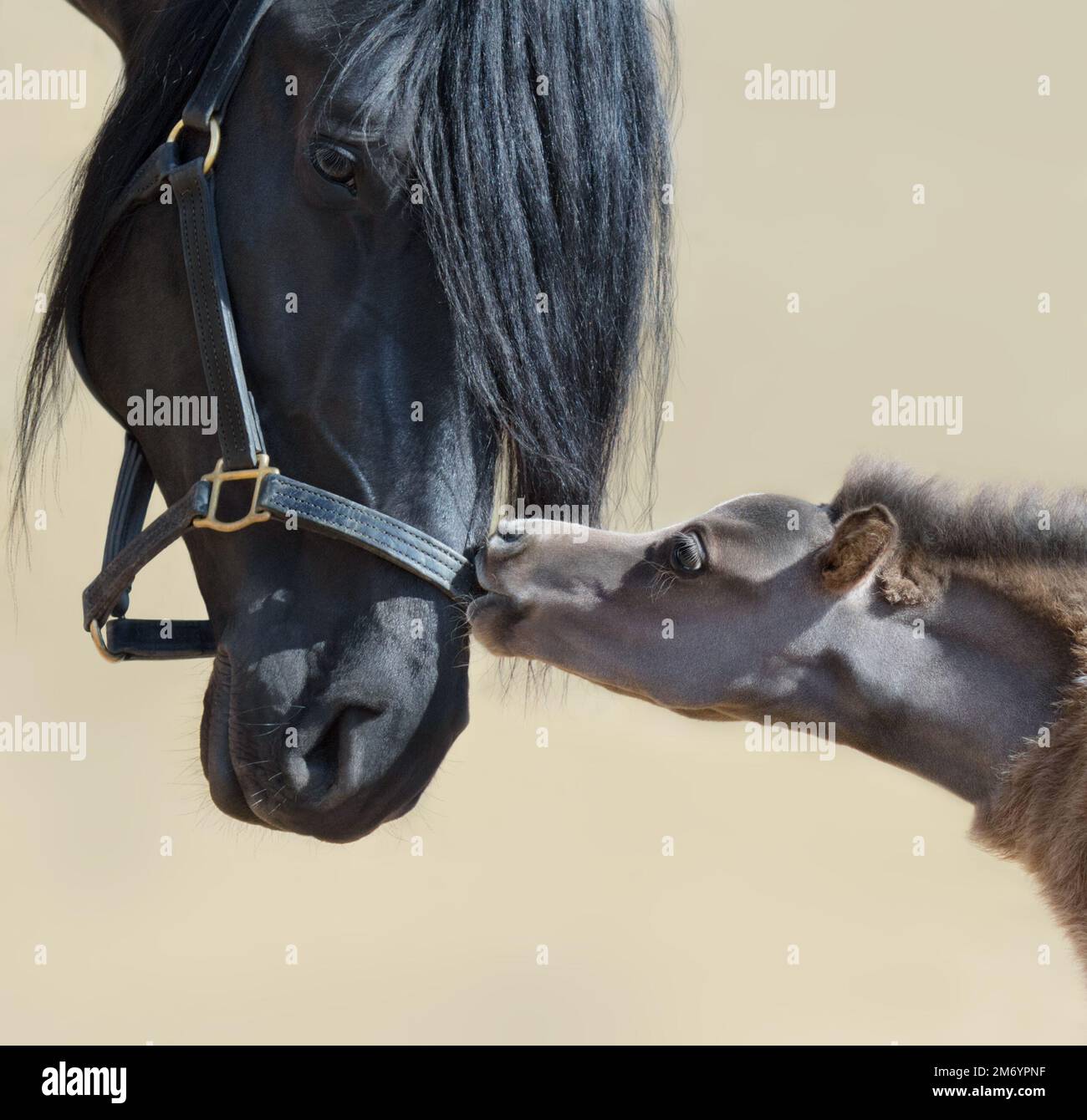 Nahaufnahme eines großen schwarzen Pferdes und eines winzigen amerikanischen Fohlen. Fohlen ist ein Geburtsmonat. Konzept der Kommunikation verschiedener Tiere. Stockfoto