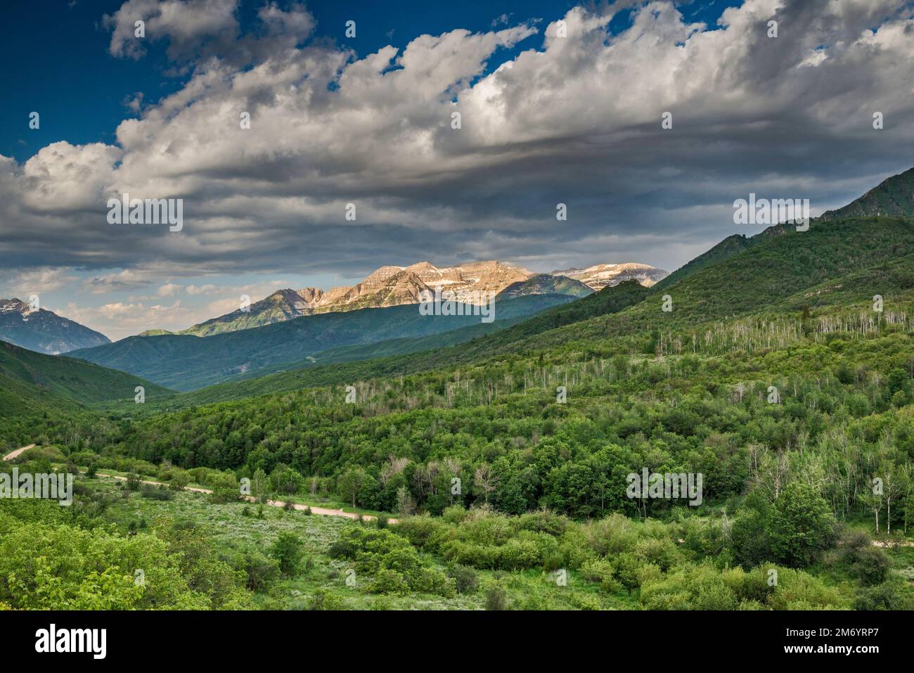 Mount Timpanogos Massiv, Blick vom Cummings Parkway Jeep Trail, über Provo Deer Creek, Frühsommermorgen, Wasatch Mountain State Park, Utah, USA Stockfoto