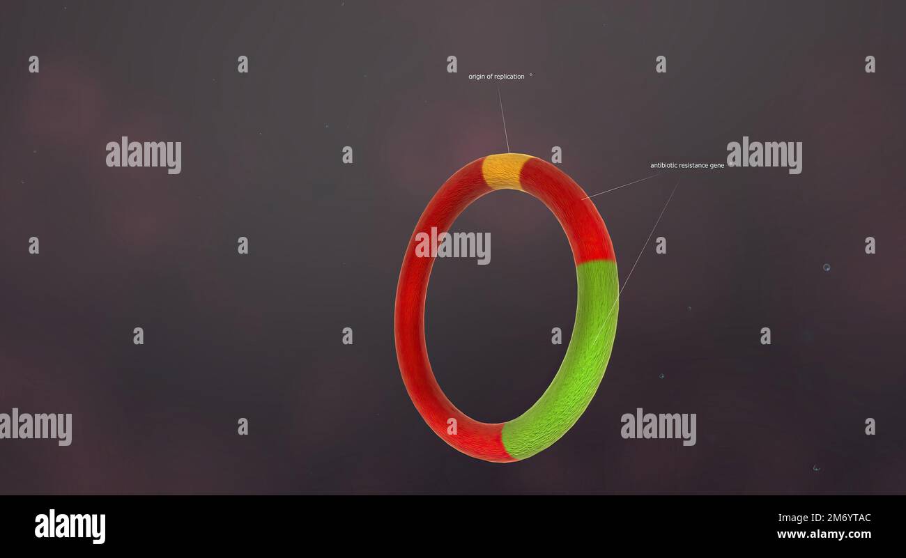 Ein Plasmid ist ein kleines, extrachromosomales DNAMolekül innerhalb
