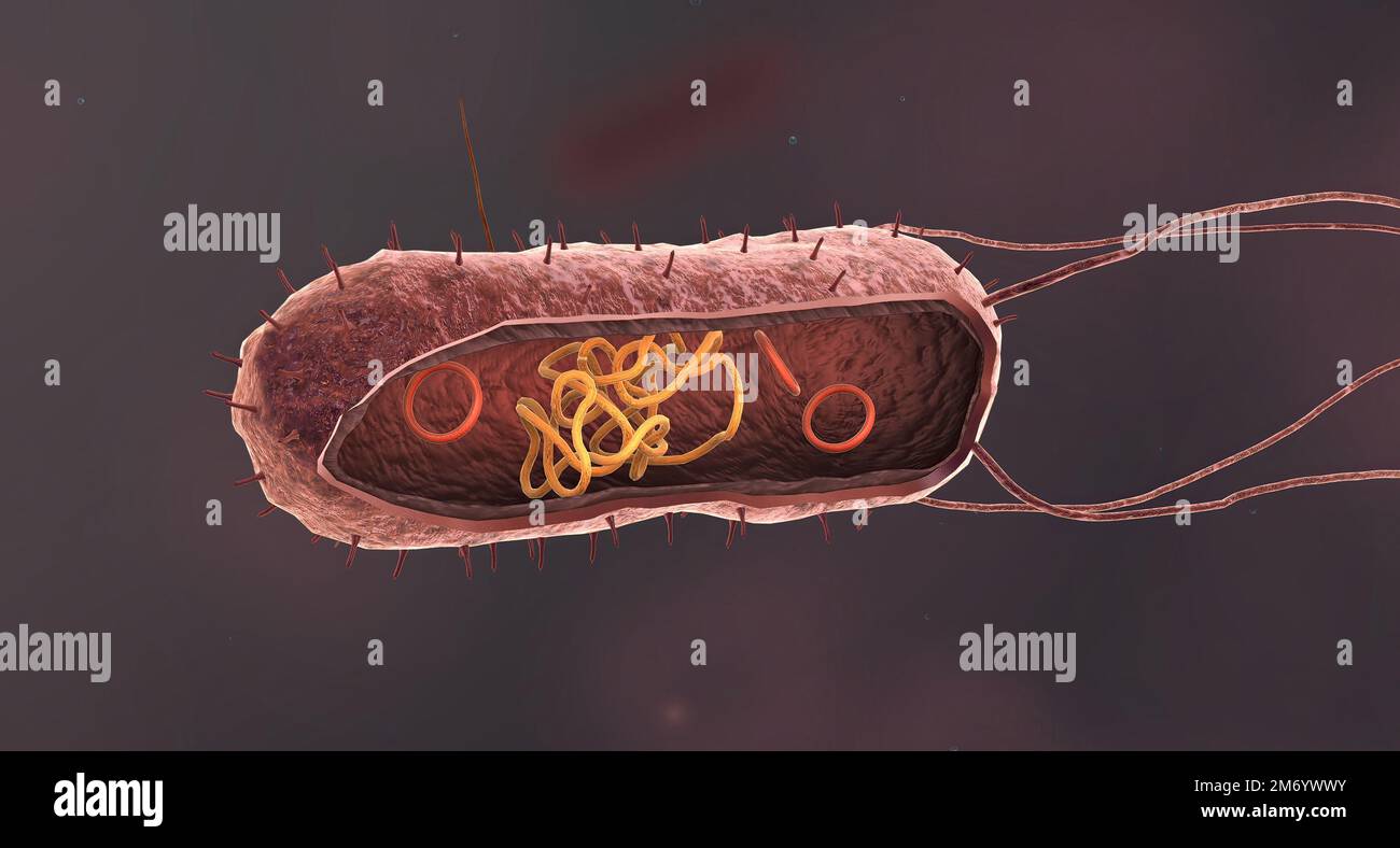 Bakterien sind eine einfache Form des Lebens, bekannt als Prokaryoten