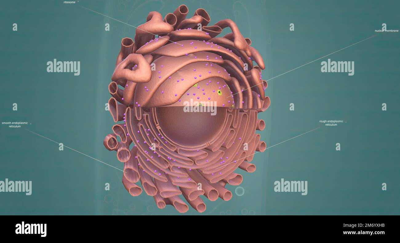 Was Ist Das Endoplasmatische Retikulum Endoplasmatisches retikulum in -Fotos und -Bildmaterial in hoher