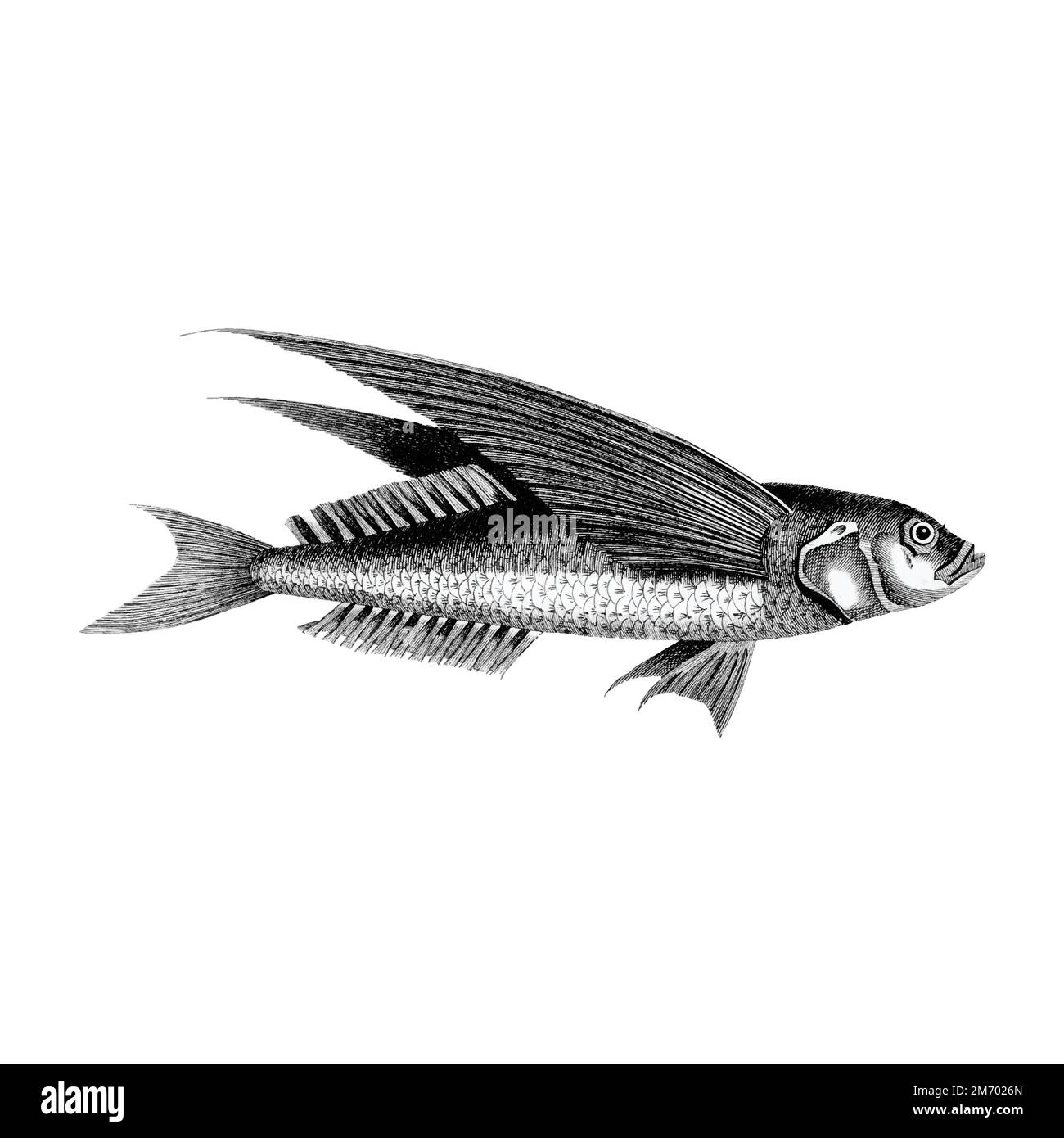 Vintage-Illustrationen von fliegenden Fischen aus dem Ozean Stock Vektor