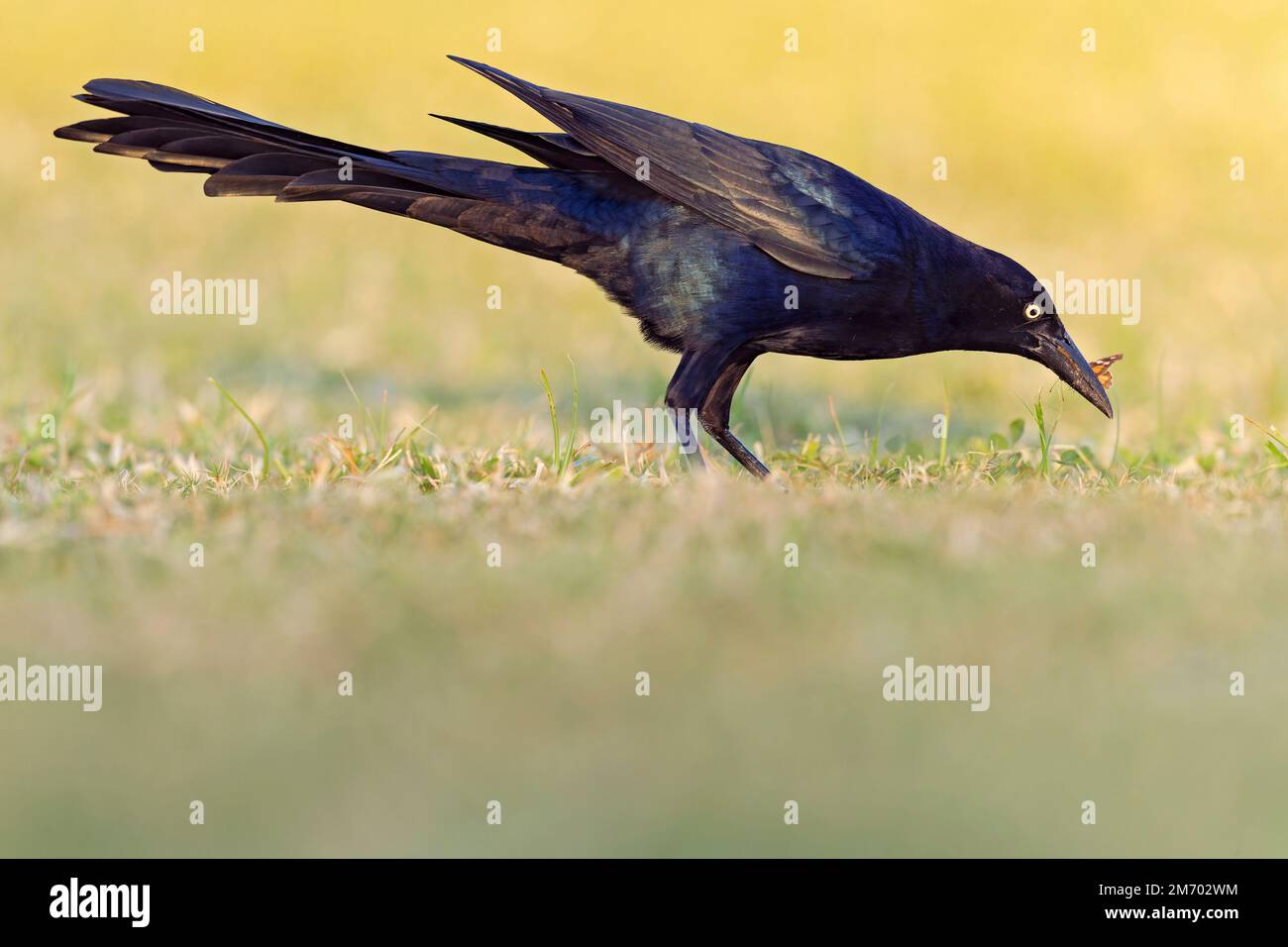 Großschwanzgrackle (Quiscalus mexicanus) auf einem Insektenfeld Stockfoto