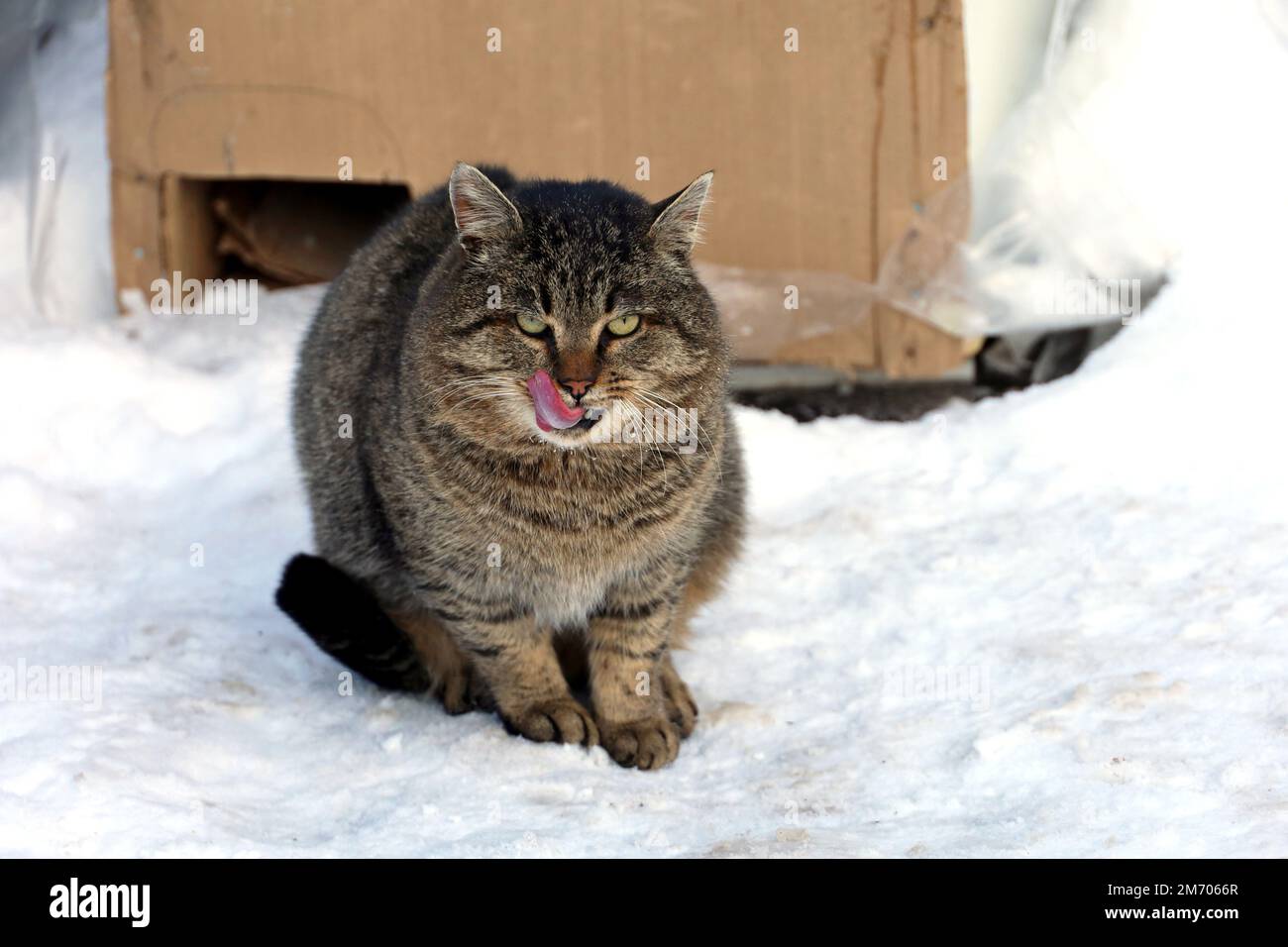 Tabby-Katze leckt sich die Lippen, während sie auf der Winterstraße auf dem Schnee sitzt Stockfoto