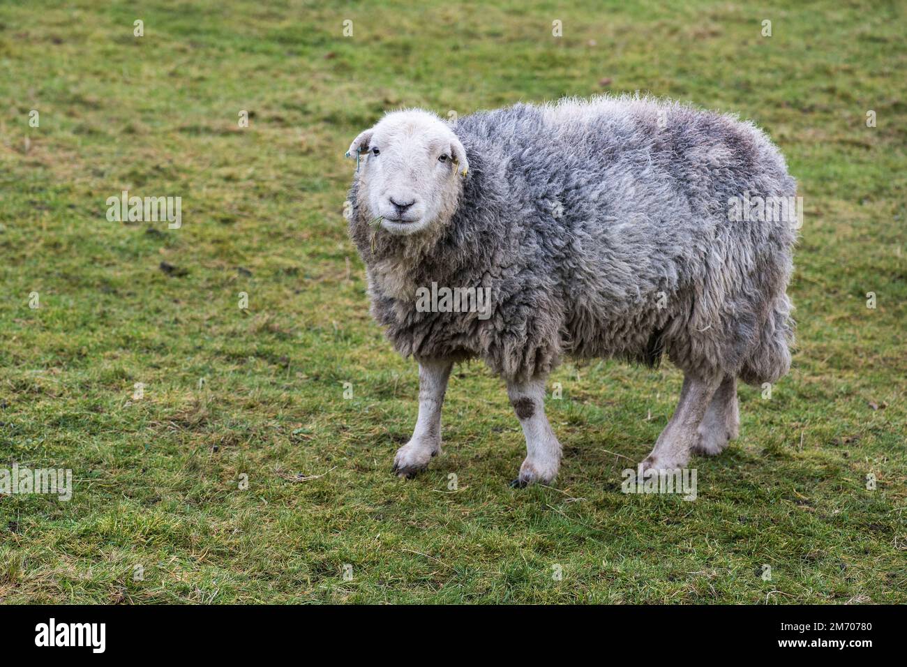 Ein dicker Wollmantel auf einem Herdwick-Schaf mit fotogenem Aussehen und in Verbindung mit Lakeland UK. Das Schaf aus dem Lake District. Stockfoto
