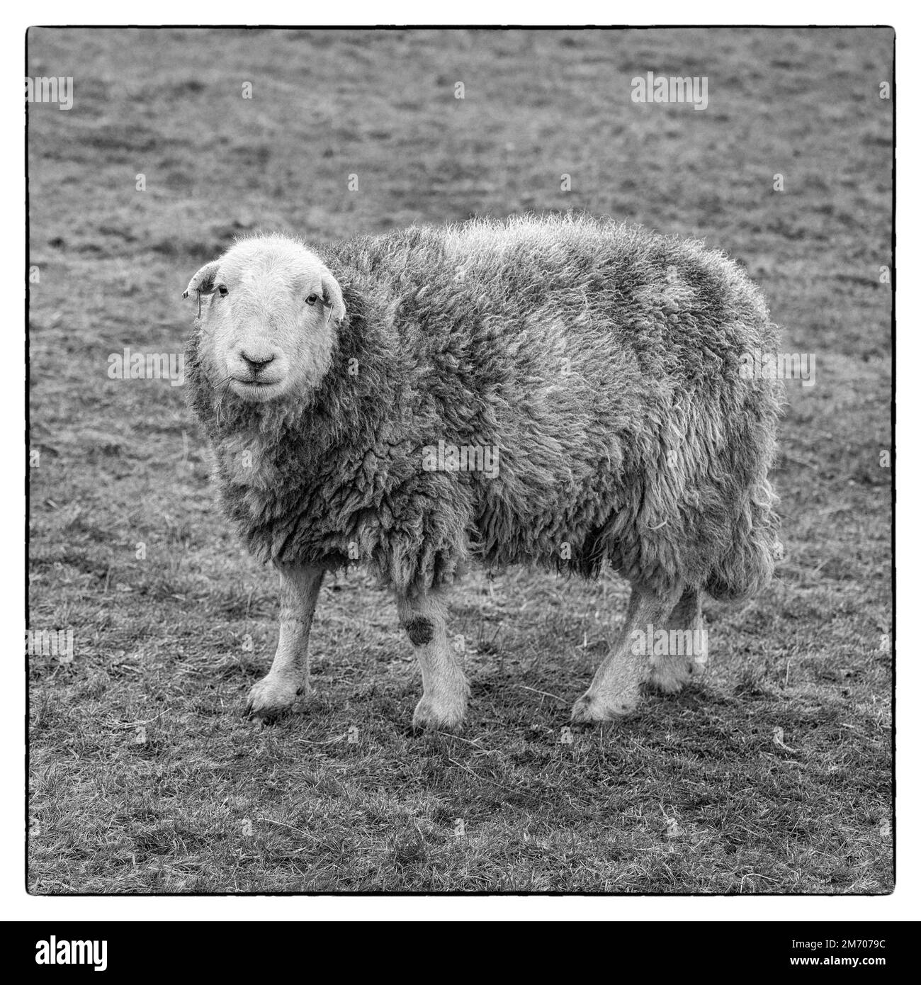 Ein dicker Wollmantel auf einem Herdwick-Schaf mit fotogenem Aussehen und in Verbindung mit Lakeland UK. Das Schaf aus dem Lake District. Stockfoto