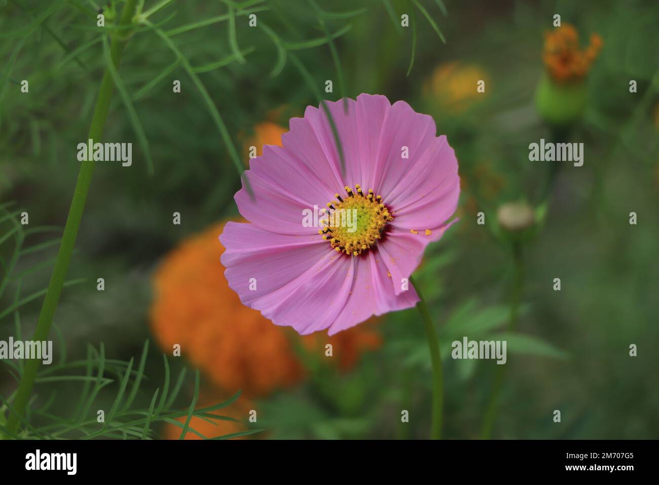 Wunderschöne rosafarbene Kosmosblumen Hintergrund, Naturkonzept Stockfoto