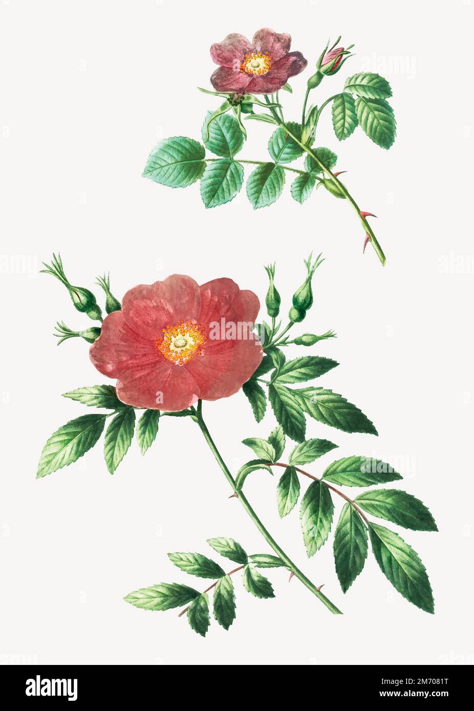 Sweetbriar Rose und Virginia Rose Vektor Stock Vektor