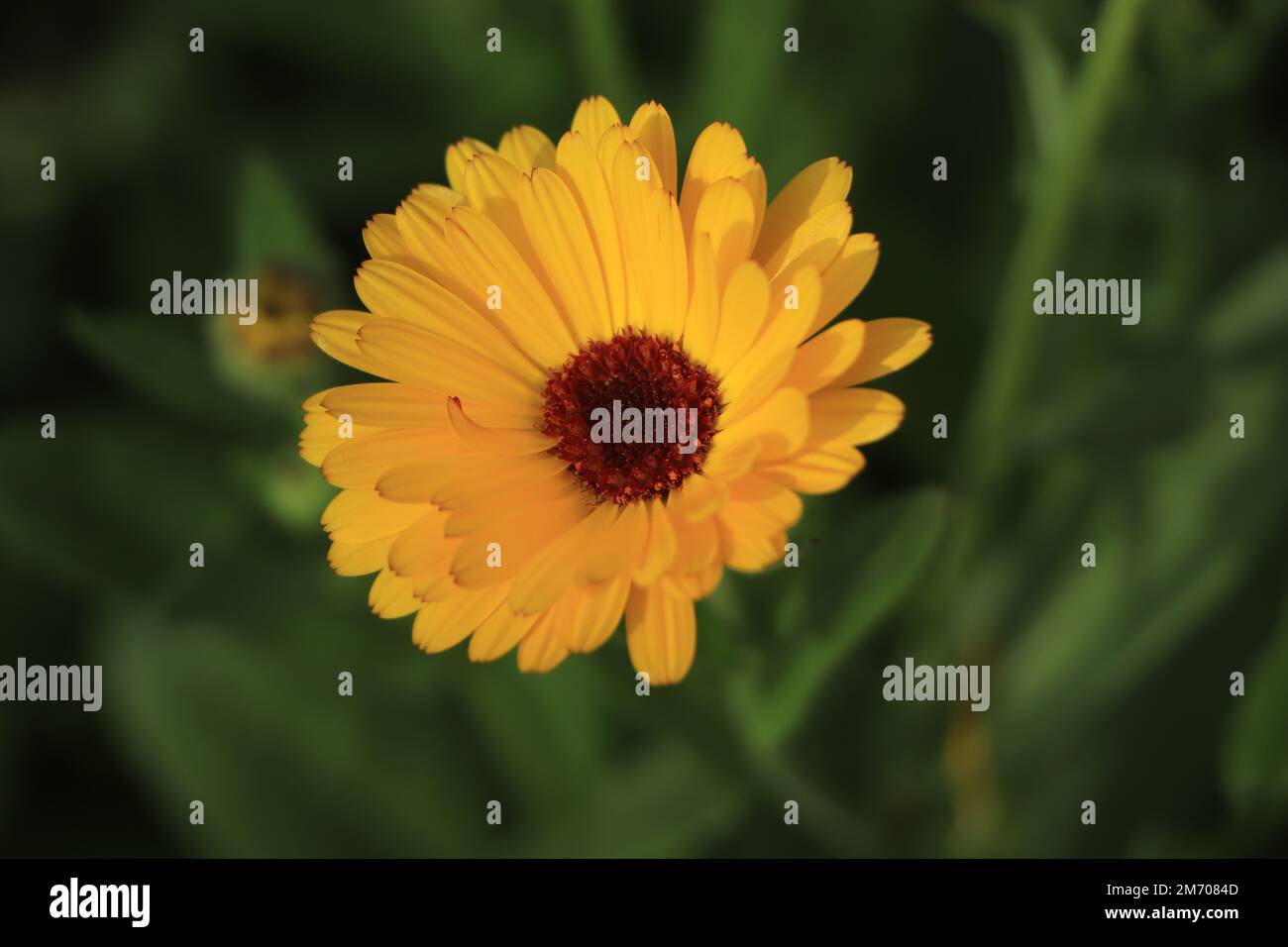 Calendula-Blüten- und -Blattpflanze (Calendula officinalis, Topf, Garten oder englische Ringelblume) Stockfoto