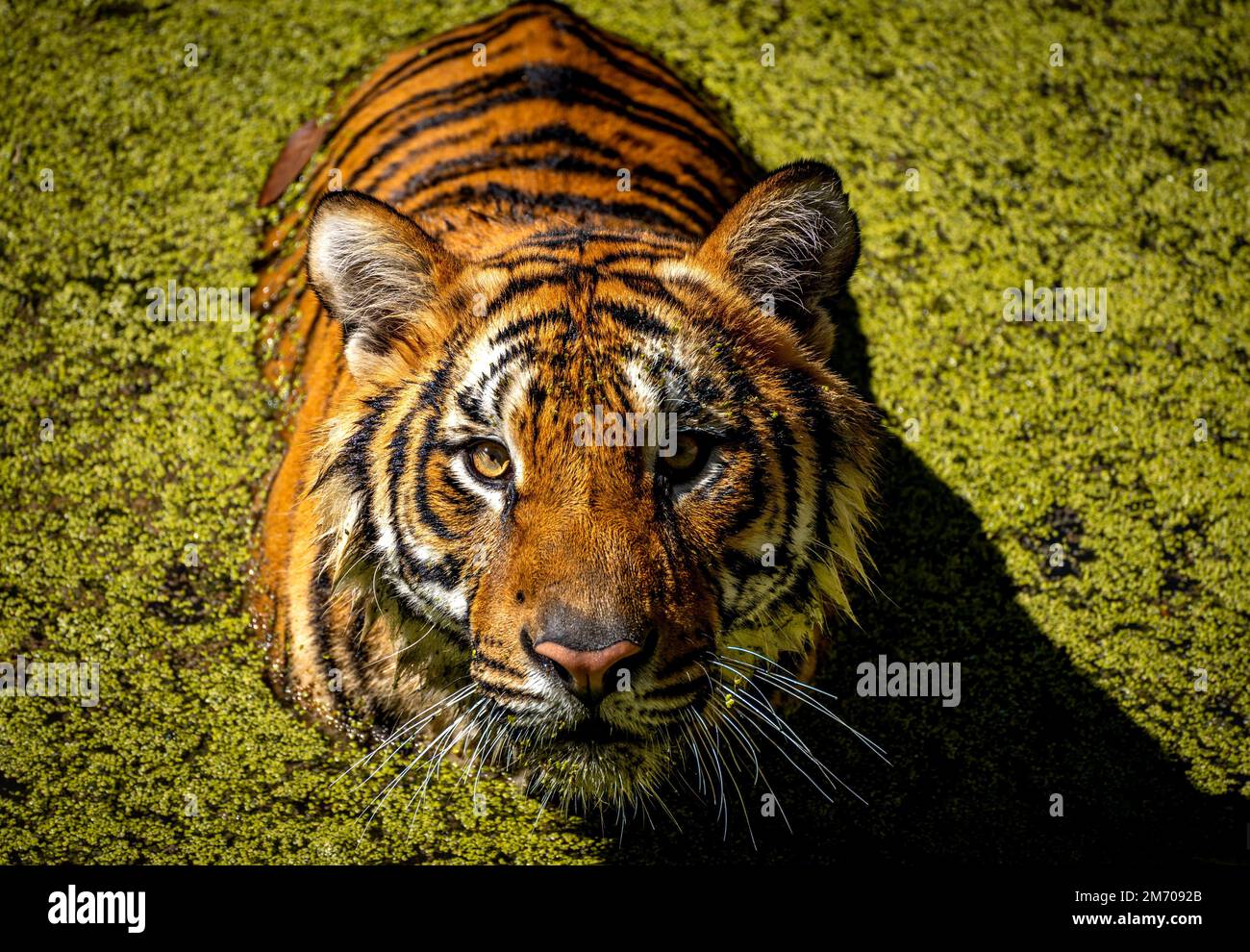 Drei königliche bengalische Tiger im Guadalajara Zoo haben sich sehr energisch, neugierig und verspielt verhalten. Alle von ihnen boten über einen Zeitraum von 1hour viele gute Aufnahmen an Stockfoto