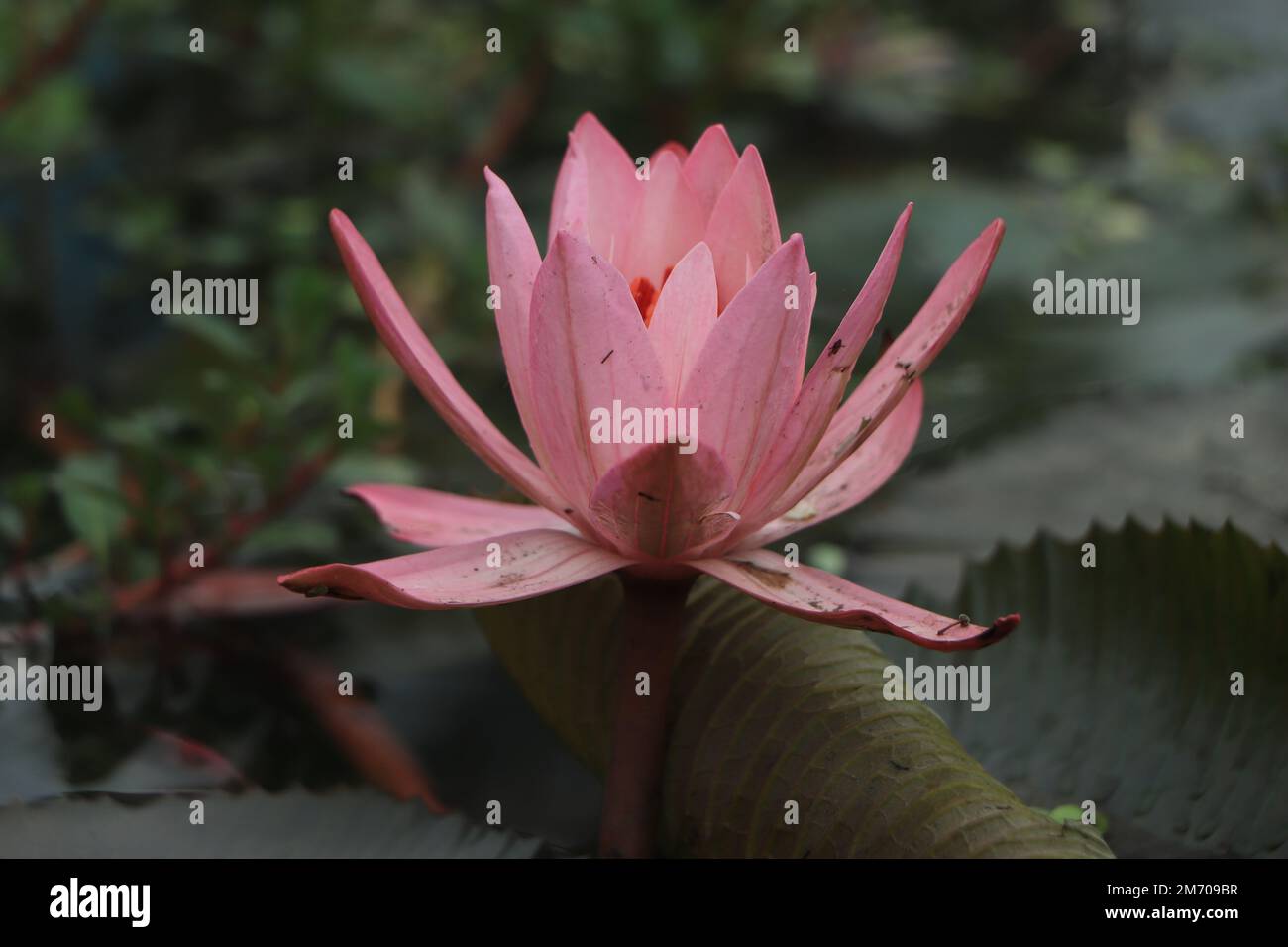 Regen fällt Wasser der schönen rosa Seerose oder Lotusblume in Teich für Text oder dekorative Kunstwerke. Stockfoto