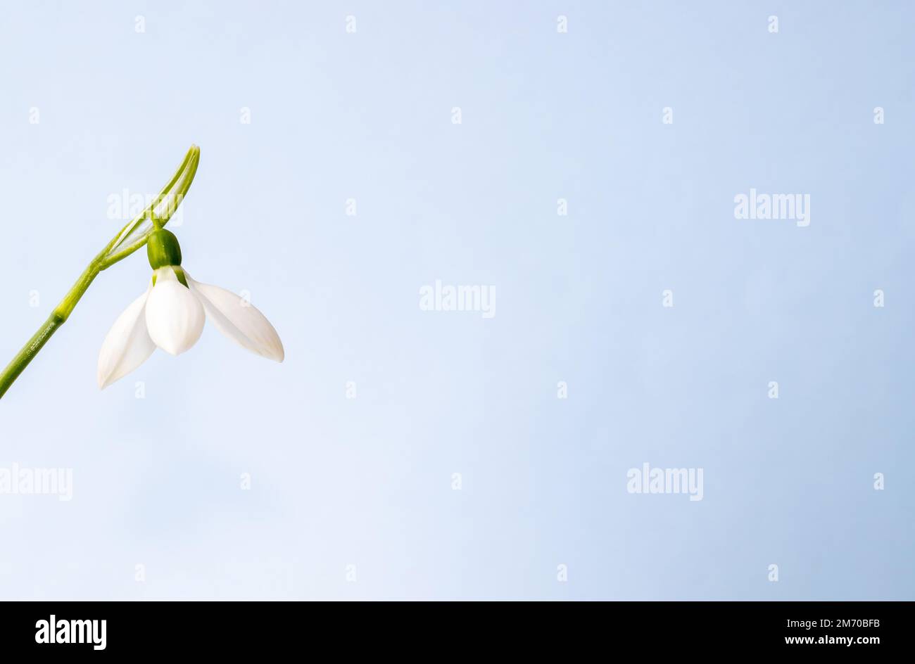 Ein oder ein Strauß von Schneetropfen in Tequila Glas isoliertes Muster Frühling kommt Zahlenziffer Frauen internationaler Tag erste Waldblumen Stockfoto