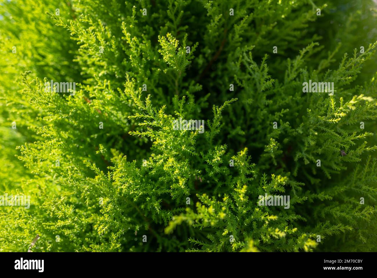Die Goldene Zypresse hinterlässt den Hintergrund. Monterey-Zypressen-Goldkresse-Blattwerk-Nahaufnahme Stockfoto